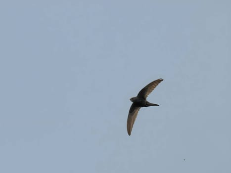 The Common Swift soars freely through the vast expanse of the sky, its sleek body cutting through the air with grace and agility.