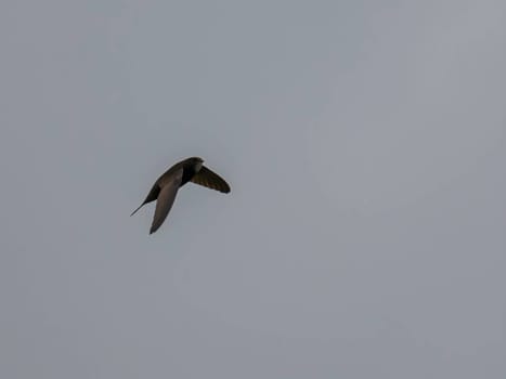 The Common Swift soars freely through the vast expanse of the sky, its sleek body cutting through the air with grace and agility.