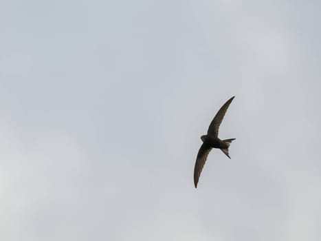 The Common Swift soars freely through the vast expanse of the sky, its sleek body cutting through the air with grace and agility.