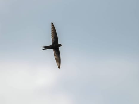 The Common Swift soars freely through the vast expanse of the sky, its sleek body cutting through the air with grace and agility.