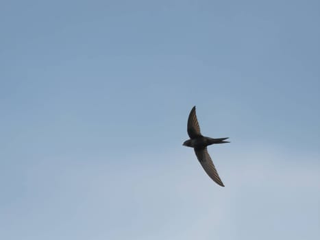 The Common Swift soars freely through the vast expanse of the sky, its sleek body cutting through the air with grace and agility.