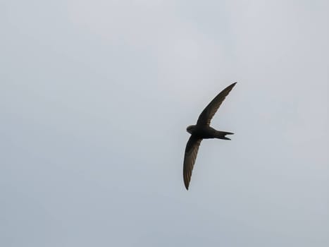 The Common Swift soars freely through the vast expanse of the sky, its sleek body cutting through the air with grace and agility.