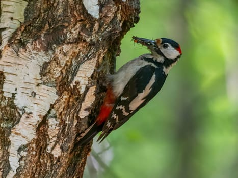 The vibrant greenery serves as a backdrop to the majestic sight of a Great Spotted Woodpecker perched on a birch tree, its red crown shining brightly.