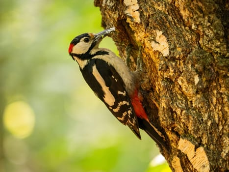 The vibrant greenery serves as a backdrop to the majestic sight of a Great Spotted Woodpecker perched on a birch tree, its red crown shining brightly.