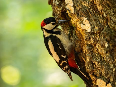 The vibrant greenery serves as a backdrop to the majestic sight of a Great Spotted Woodpecker perched on a birch tree, its red crown shining brightly.