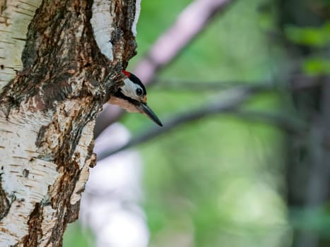 The vibrant greenery serves as a backdrop to the majestic sight of a Great Spotted Woodpecker perched on a birch tree, its red crown shining brightly.