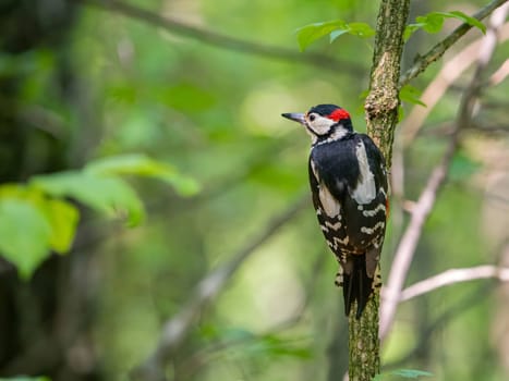 Amidst the lush green scenery, a Great Spotted Woodpecker sits gracefully on a branch, its black and white plumage blending with the vibrant foliage.