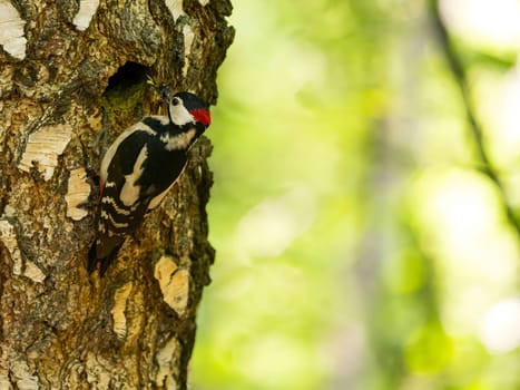 The Great Spotted Woodpecker clings to a birch tree, proudly holding a worm in its beak against the smudged green background. A delightful sight in nature's embrace.