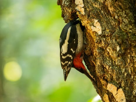The Great Spotted Woodpecker peeks curiously from a tree hollow, its red cap adding a splash of color to the scene amid the serene greenery.