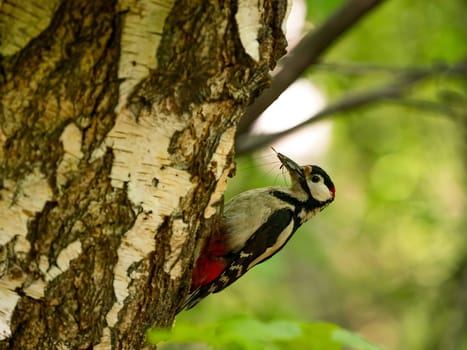 The Great Spotted Woodpecker clings to a birch tree, proudly holding a worm in its beak against the smudged green background. A delightful sight in nature's embrace.