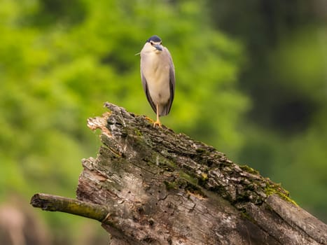 The Black-crowned Night Heron perches gracefully on the trunk of a fallen tree, showcasing its majestic presence amidst the serene surroundings.