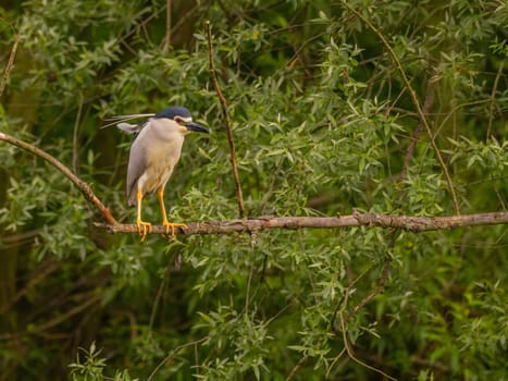 The Black-crowned Night Heron perches gracefully on a branch, surrounded by lush green leaves, blending perfectly with its natural habitat.