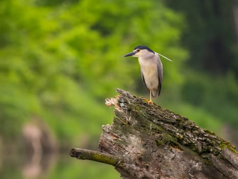 The Black-crowned Night Heron perches gracefully on the trunk of a fallen tree, showcasing its majestic presence amidst the serene surroundings.