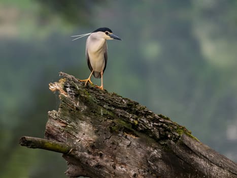 The Black-crowned Night Heron perches gracefully on the trunk of a fallen tree, showcasing its majestic presence amidst the serene surroundings.