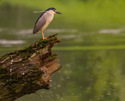 The Black-crowned Night Heron perches gracefully on the trunk of a fallen tree, showcasing its majestic presence amidst the serene surroundings.