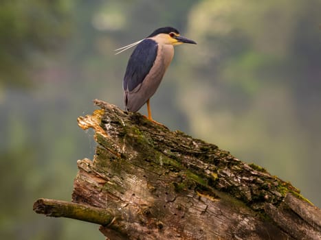 The Black-crowned Night Heron perches gracefully on the trunk of a fallen tree, showcasing its majestic presence amidst the serene surroundings.