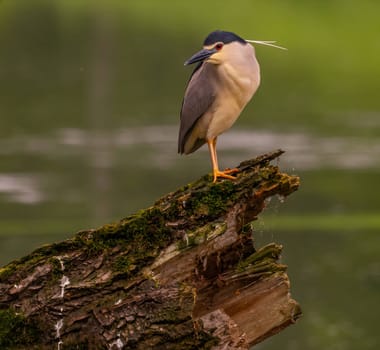 The Black-crowned Night Heron perches gracefully on the trunk of a fallen tree, showcasing its majestic presence amidst the serene surroundings.