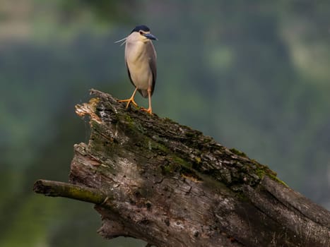 The Black-crowned Night Heron perches gracefully on the trunk of a fallen tree, showcasing its majestic presence amidst the serene surroundings.