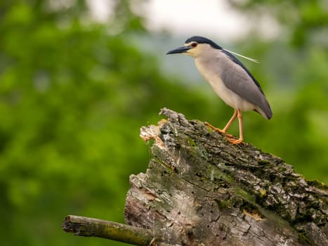 The Black-crowned Night Heron perches gracefully on the trunk of a fallen tree, showcasing its majestic presence amidst the serene surroundings.