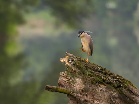 The Black-crowned Night Heron perches gracefully on the trunk of a fallen tree, showcasing its majestic presence amidst the serene surroundings.