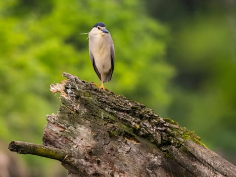 The Black-crowned Night Heron perches gracefully on the trunk of a fallen tree, showcasing its majestic presence amidst the serene surroundings.