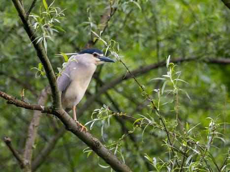 The Black-crowned Night Heron perches gracefully on a branch, surrounded by lush green leaves, blending perfectly with its natural habitat.