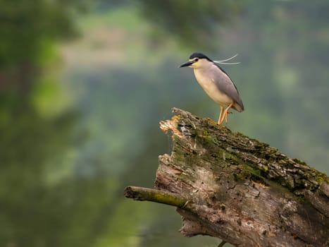 The Black-crowned Night Heron perches gracefully on the trunk of a fallen tree, showcasing its majestic presence amidst the serene surroundings.