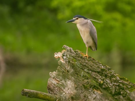 The Black-crowned Night Heron perches gracefully on the trunk of a fallen tree, showcasing its majestic presence amidst the serene surroundings.