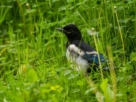 The magpie swoops gracefully amidst a sea of vibrant green plant leaves, showcasing its beauty and agility in its natural environment.