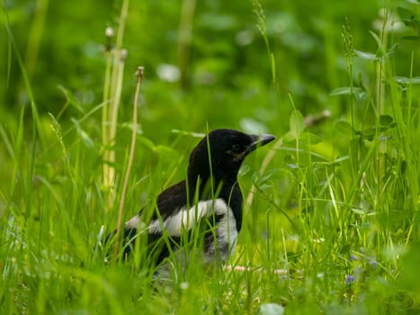 The magpie swoops gracefully amidst a sea of vibrant green plant leaves, showcasing its beauty and agility in its natural environment.