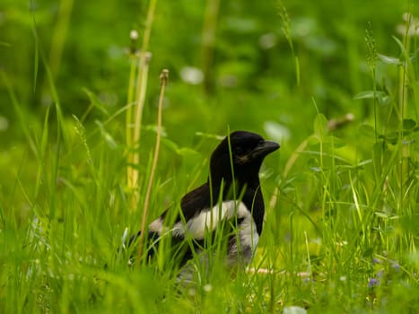 The magpie swoops gracefully amidst a sea of vibrant green plant leaves, showcasing its beauty and agility in its natural environment.