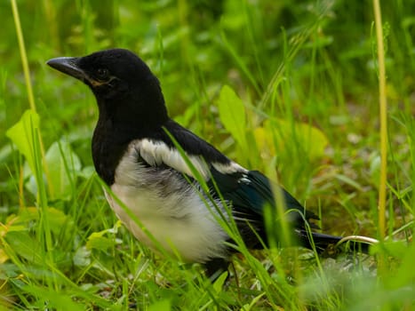 The magpie swoops gracefully amidst a sea of vibrant green plant leaves, showcasing its beauty and agility in its natural environment.