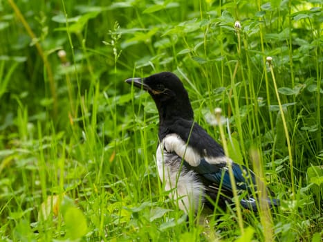 The magpie swoops gracefully amidst a sea of vibrant green plant leaves, showcasing its beauty and agility in its natural environment.