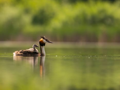 The Great Crested Grebe glides gracefully on the water, carrying its adorable young one on its back, surrounded by lush green scenery.