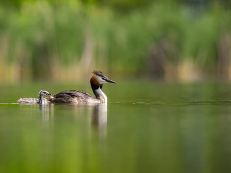 The Great Crested Grebe and its young one gracefully swim on the water's surface, surrounded by lush green scenery.