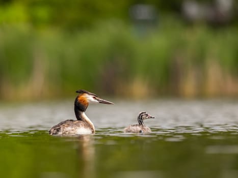 The Great Crested Grebe and its young one gracefully swim on the water's surface, surrounded by lush green scenery.