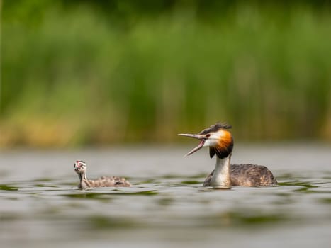 The Great Crested Grebe and its young one gracefully swim on the water's surface, surrounded by lush green scenery.