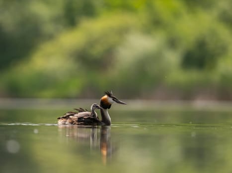 The Great Crested Grebe glides gracefully on the water, carrying its adorable young one on its back, surrounded by lush green scenery.