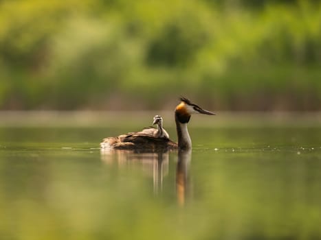 The Great Crested Grebe glides gracefully on the water, carrying its adorable young one on its back, surrounded by lush green scenery.