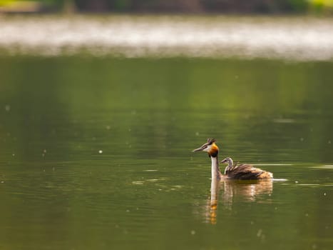 The Great Crested Grebe and its young one gracefully swim on the water's surface, surrounded by lush green scenery.