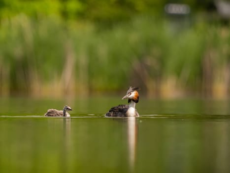 The Great Crested Grebe and its young one gracefully swim on the water's surface, surrounded by lush green scenery.