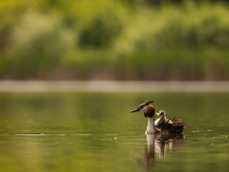 The Great Crested Grebe glides gracefully on the water, carrying its adorable young one on its back, surrounded by lush green scenery.