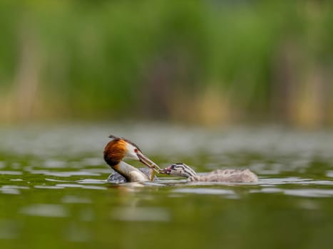 The Great Crested Grebe and its young one gracefully swim on the water's surface, surrounded by lush green scenery.