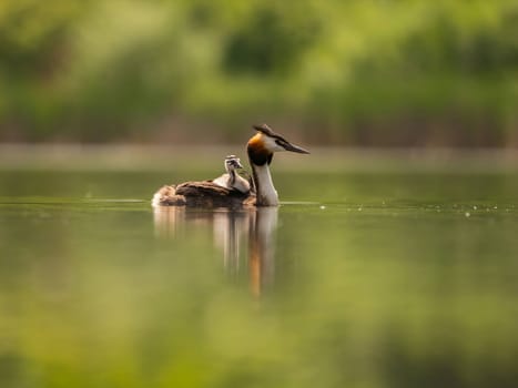 The Great Crested Grebe glides gracefully on the water, carrying its adorable young one on its back, surrounded by lush green scenery.