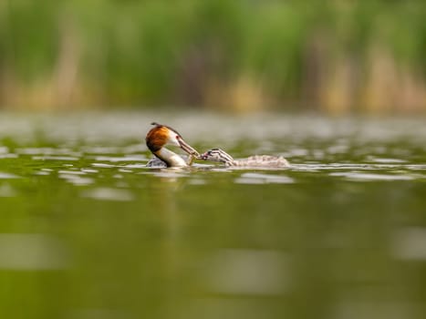 The Great Crested Grebe and its young one gracefully swim on the water's surface, surrounded by lush green scenery.