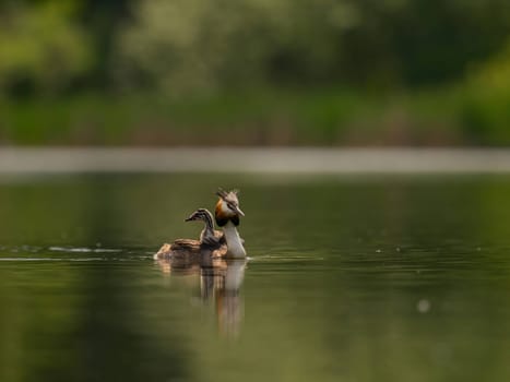 The Great Crested Grebe glides gracefully on the water, carrying its adorable young one on its back, surrounded by lush green scenery.