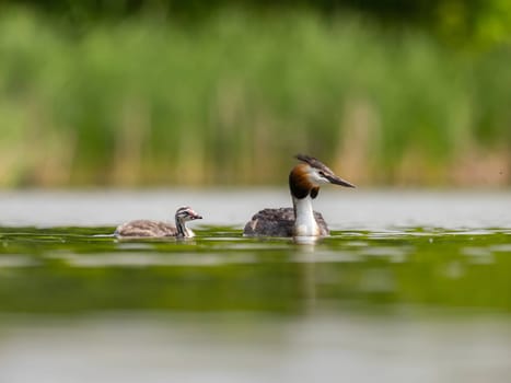 The Great Crested Grebe and its young one gracefully swim on the water's surface, surrounded by lush green scenery.