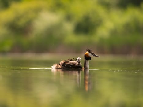 The Great Crested Grebe glides gracefully on the water, carrying its adorable young one on its back, surrounded by lush green scenery.