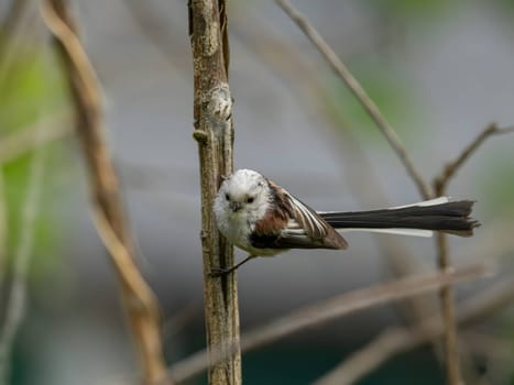 A beautiful Long-tailed Tit perches delicately on a twig, surrounded by lush greenery, creating a charming and serene scene of nature.
