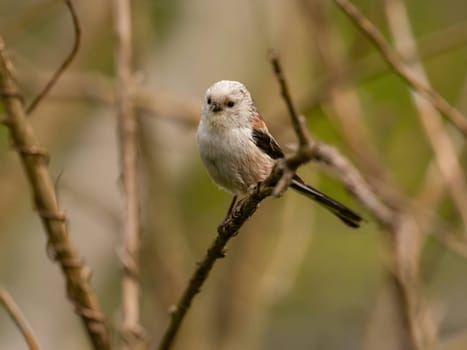 A beautiful Long-tailed Tit perches delicately on a twig, surrounded by lush greenery, creating a charming and serene scene of nature.